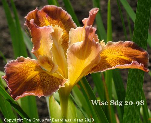 Wise Sdg 20-98 (2)